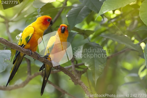 Image of Wild Parrot