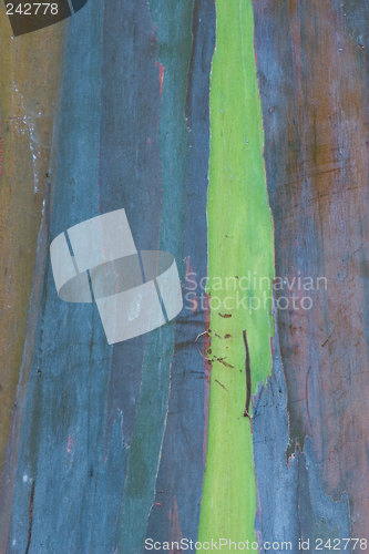 Image of Eucalyptus Bark 2