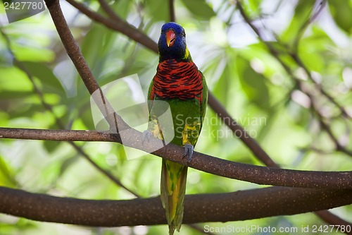 Image of Wild Parrot