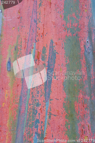 Image of Eucalyptus Bark 3