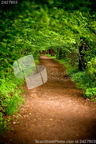 Image of mystical alley through dark forest