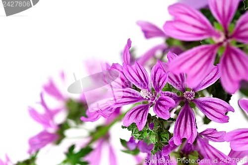 Image of wild violet flowers 