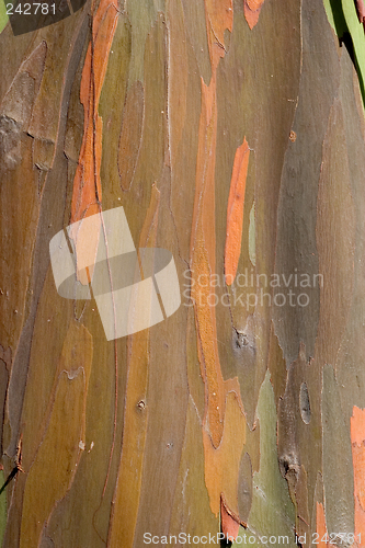 Image of Eucalyptus Bark 4