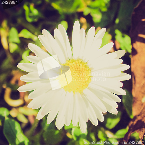 Image of Retro look Daisy