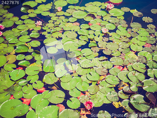 Image of Retro look Waterlily