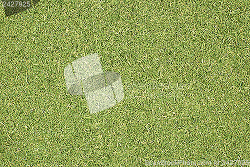 Image of Dill tops or grass clippings background