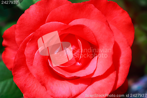 Image of Beautiful blossoming rose against the green of the leaves