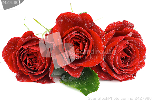 Image of Three Red Roses