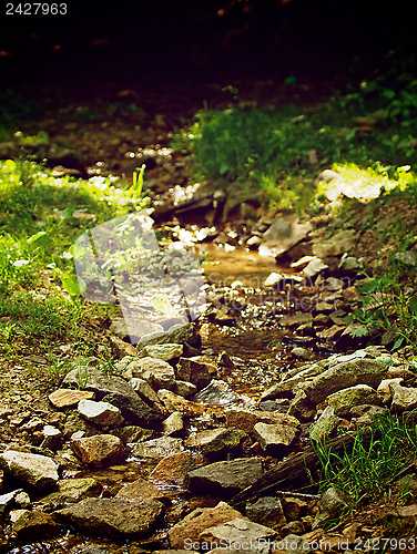 Image of Forest Brook