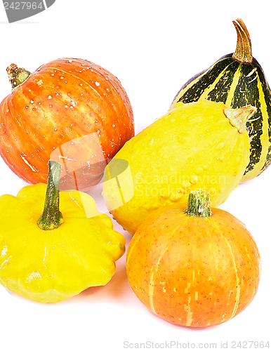 Image of Squash and Pumpkins