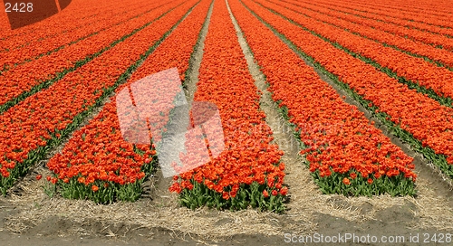 Image of tulip field-panorma