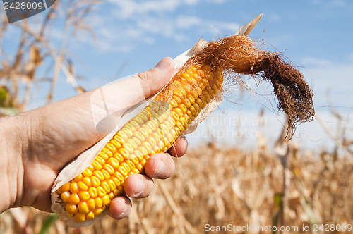 Image of maize in hand over field