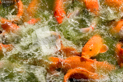 Image of Feeding Frenzy 3