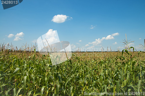 Image of field with corn under blue sky and clouds