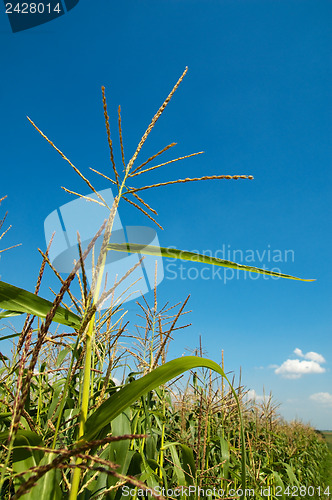 Image of field with maize