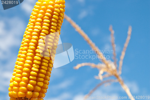 Image of maize close up under cloudy sky