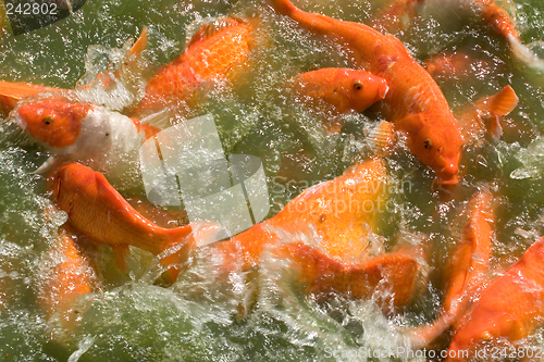 Image of Feeding Frenzy: Koi