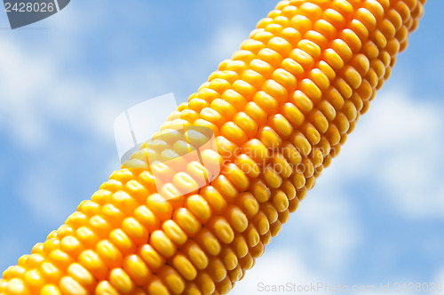 Image of maize close up under cloudy sky