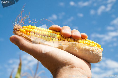 Image of maize in hand under sky