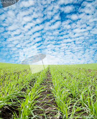 Image of closeup of green field under cloudy sky