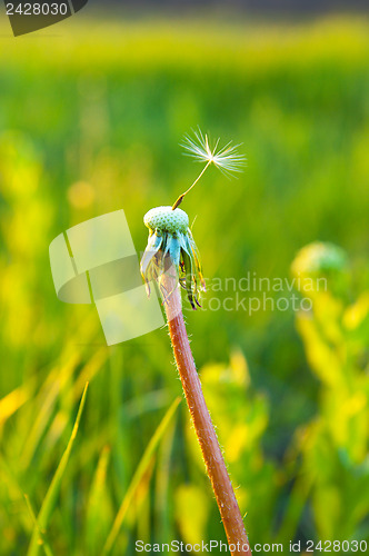 Image of alone old dandelion in evening