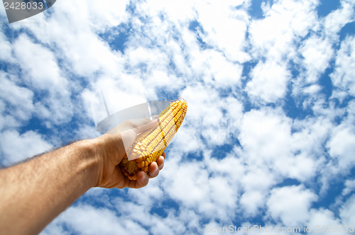 Image of maize in hand under cloudy sky