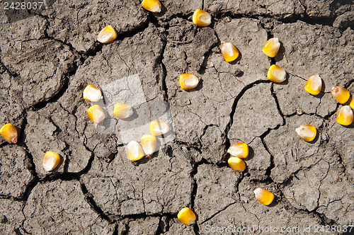 Image of grains of corn over cracked earth