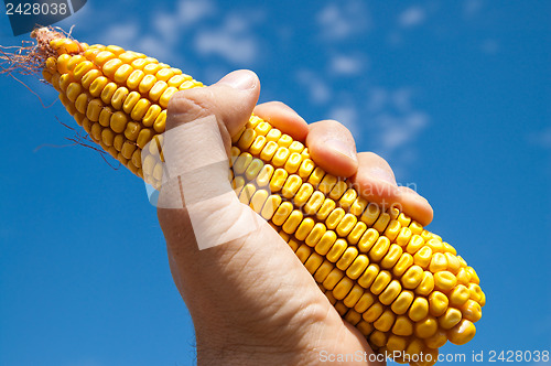 Image of maize in hand under sky