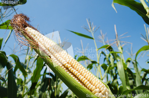 Image of fresh raw corn on the cob with husk