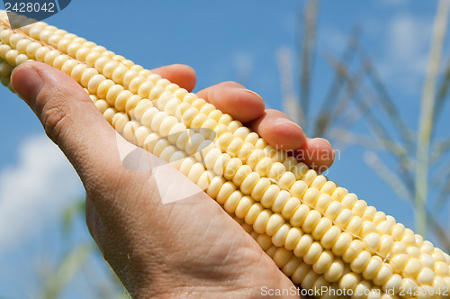 Image of maize in hand