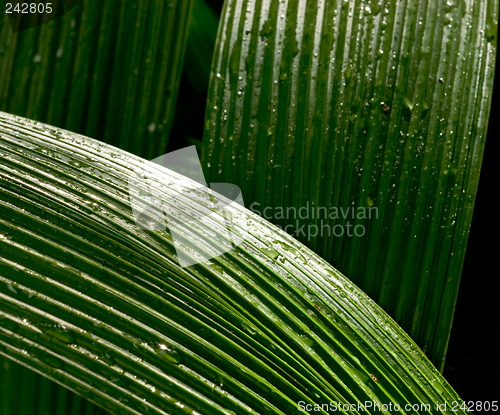 Image of Leaf Abstract, Haiku Gardens