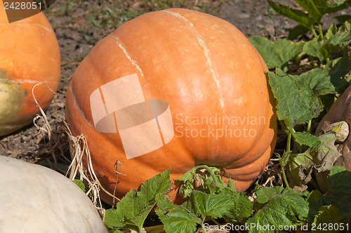 Image of orange ripe pumpkin with green leaf