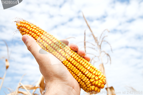 Image of maize in hand over field