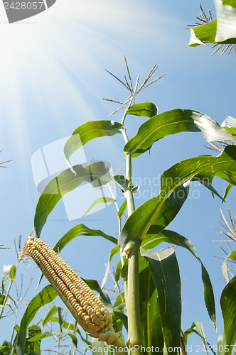 Image of corn on the cob under sunrays