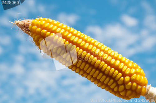 Image of ripe maize close up under cloudy sky