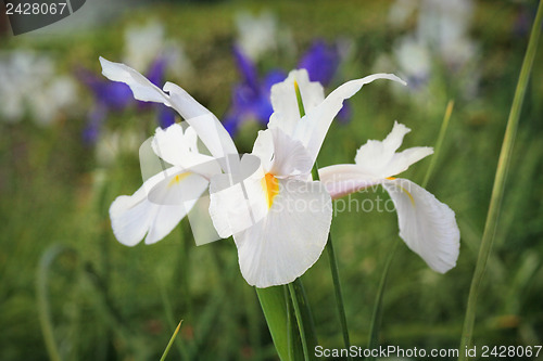 Image of White Dutch Iris Flower Casablanca