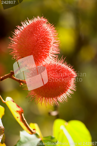 Image of Bloom, Lipstick Tree, Hoomaluhia Botanical Gardens