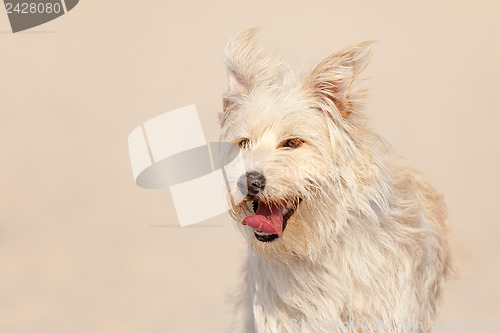 Image of Golden dog at the beach