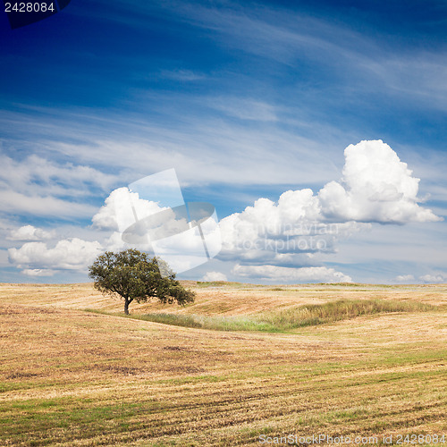 Image of Tree in Field