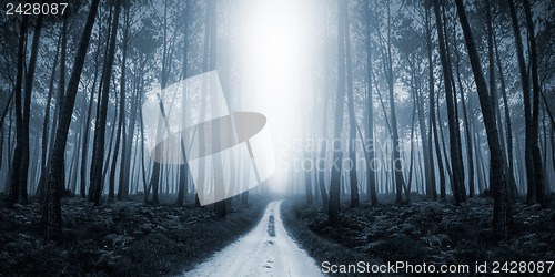 Image of Scary Misty Road in the Forest