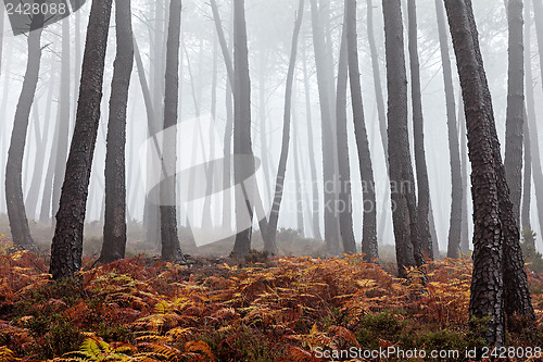 Image of Foggy Forest