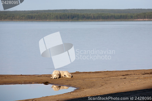 Image of sleeping dog