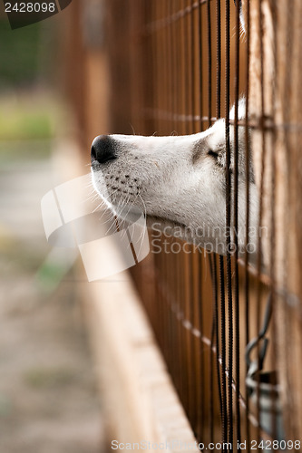 Image of dog behind a fence 