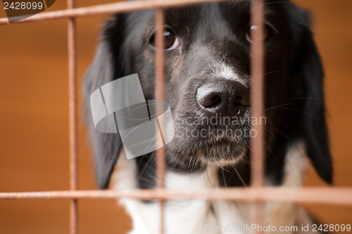 Image of dog behind bars