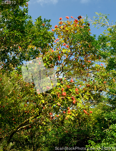 Image of Lipstick Tree, Hoomaluhia Botanical Gardens