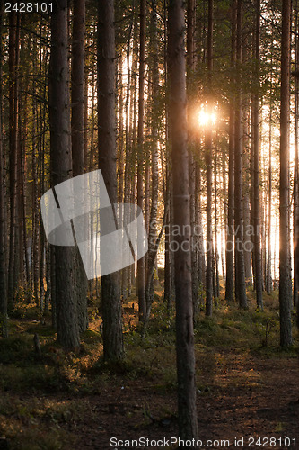 Image of beautiful sunny forest 