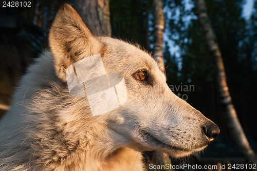 Image of pedigree noble white dog profile
