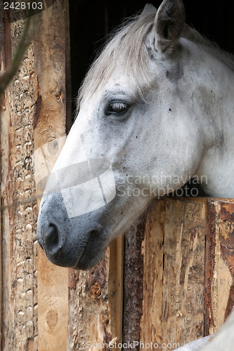 Image of horse head profile