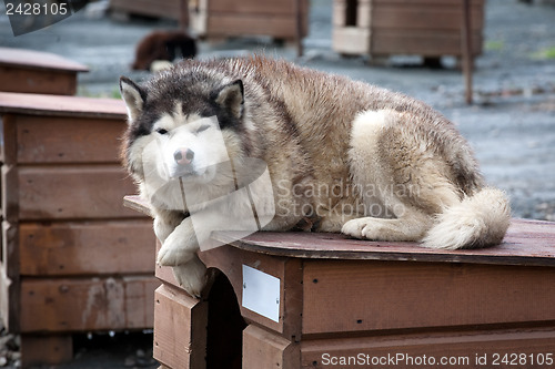 Image of sled dog laying on its doghouse