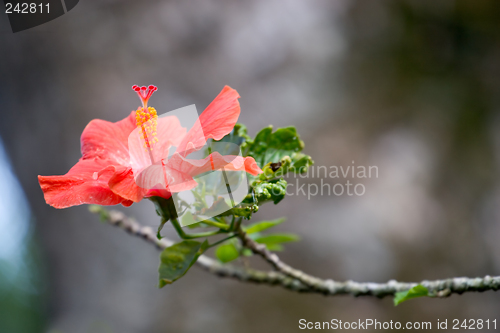 Image of Tropical Flower, Haiku Gardens